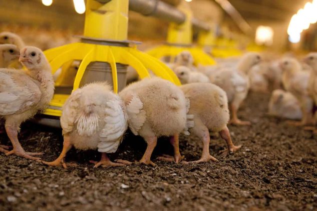 The Future of Animal Nutrition-min