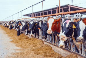 The Importance of Quality Animal Nutrition in Modern Farming