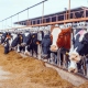 The Importance of Quality Animal Nutrition in Modern Farming