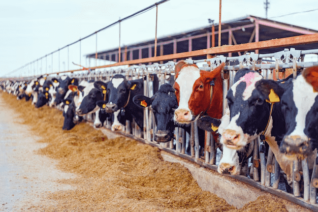 The Importance of Quality Animal Nutrition in Modern Farming