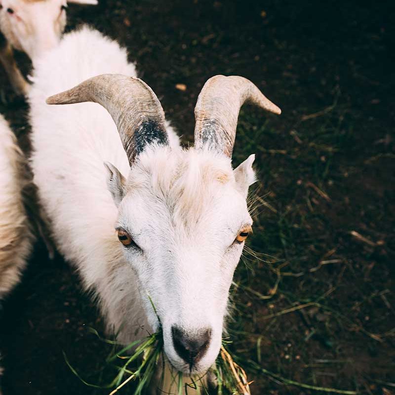 Kamla%20Mahendra%20Industries