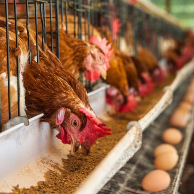 Kamla%20Mahendra%20Industries